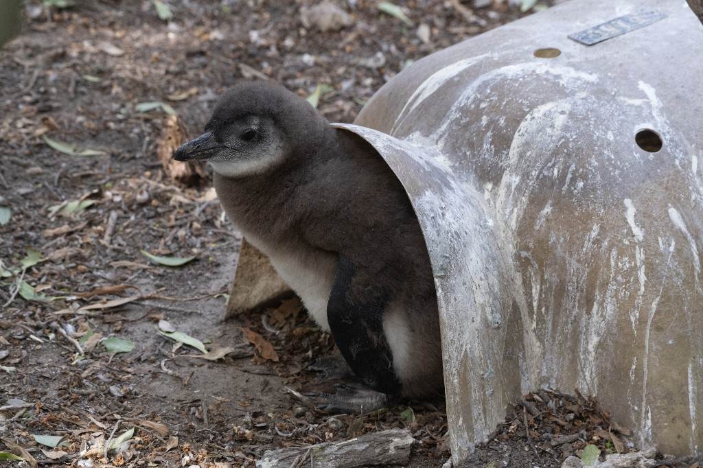 Los pingüinos de Ciudad del Cabo necesitan paz y comida