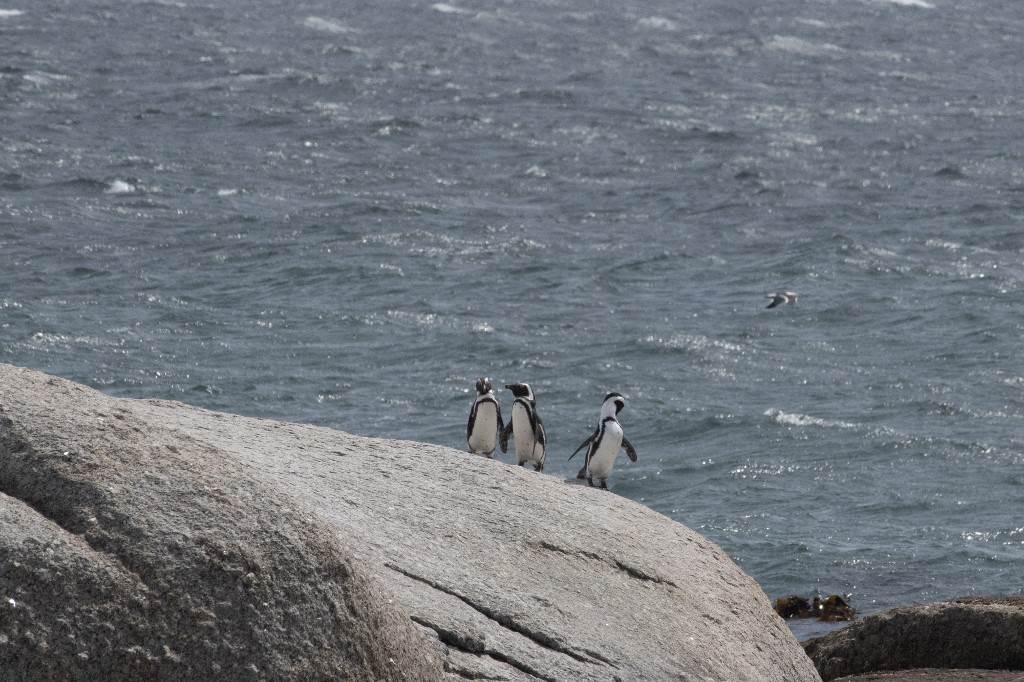 Los pingüinos de Ciudad del Cabo necesitan paz y comida