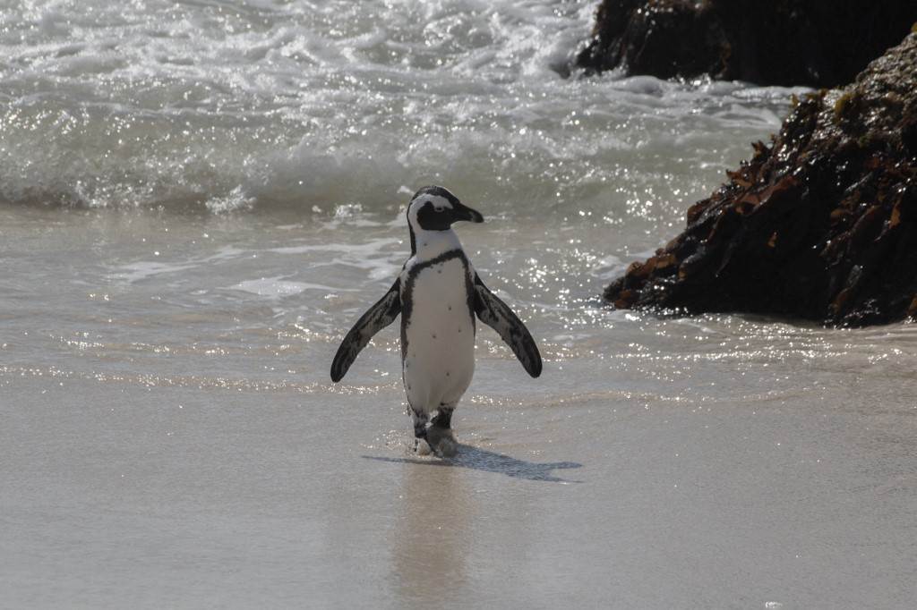 Los pingüinos de Ciudad del Cabo necesitan paz y comida