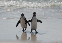 Los pingüinos de Ciudad del Cabo necesitan paz y comida