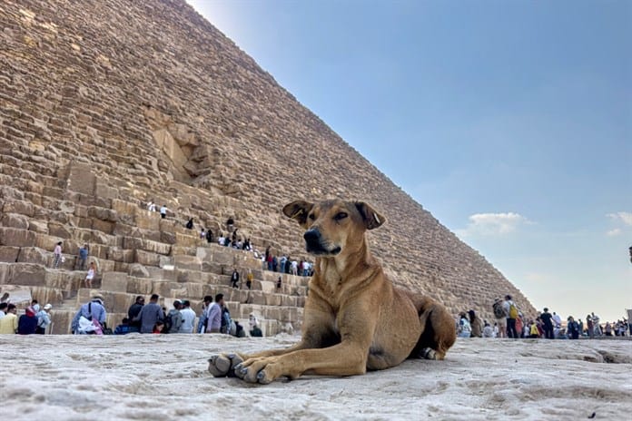 Los perros callejeros se convierten en una sensación en las pirámides de Egipto