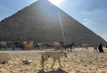 Los perros callejeros se convierten en una sensación en las pirámides de Egipto