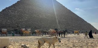 Los perros callejeros se convierten en una sensación en las pirámides de Egipto