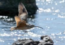 Probable extinción de un ave en Europa por primera vez desde que hay controles de biodiversidad