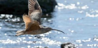 Probable extinción de un ave en Europa por primera vez desde que hay controles de biodiversidad