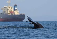 Las zonas críticas de colisión de ballenas con barcos casi no tienen medidas de protección