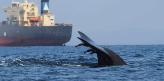 Las zonas críticas de colisión de ballenas con barcos casi no tienen medidas de protección