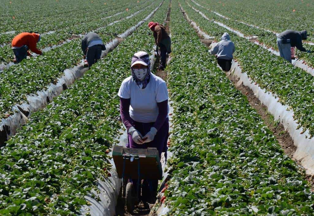 La expulsión de migrantes en EEUU podría costar caro a la economía