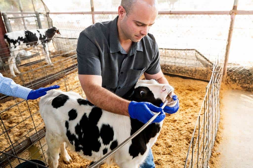 Científicos en EEUU buscan píldora para limitar eructos de vacas y ayudar al clima