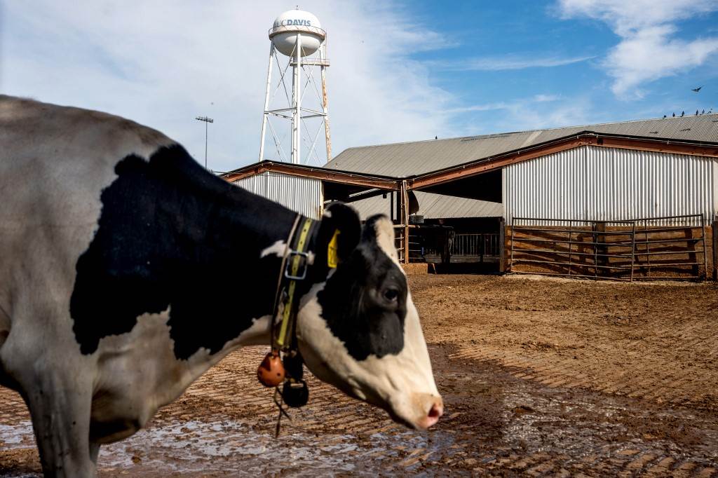 Científicos en EEUU buscan píldora para limitar eructos de vacas y ayudar al clima