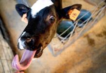 Exportaciones mexicanas de carne de res a EE.UU. bajan un 7 % anual ante cierre fronterizo
