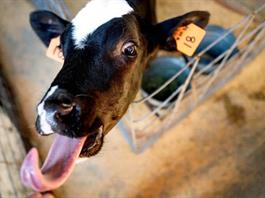 Gobierno de México lanza operativo para contener gusano barrenador del ganado Gobierno de México lanza operativo para contener gusano barrenador del ganado