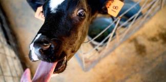 Exportaciones mexicanas de carne de res a EE.UU. bajan un 7 % anual ante cierre fronterizo