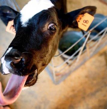 Exportaciones mexicanas de carne de res a EE.UU. bajan un 7 % anual ante cierre fronterizo
