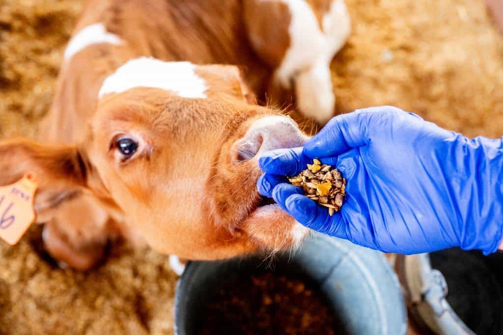 Científicos en EEUU buscan píldora para limitar eructos de vacas y ayudar al clima