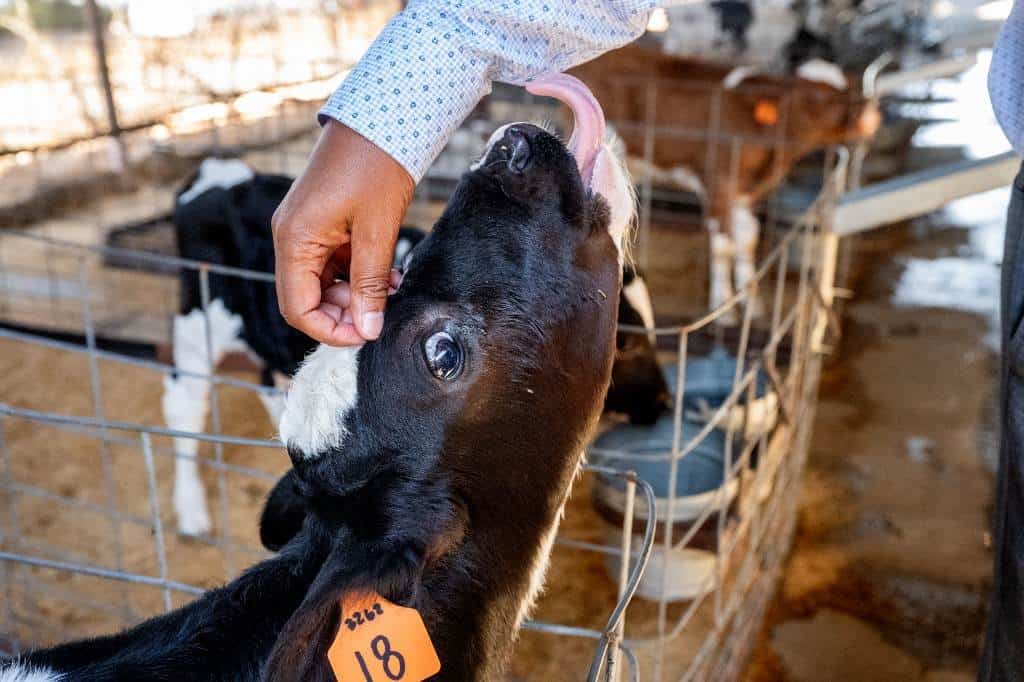 Científicos en EEUU buscan píldora para limitar eructos de vacas y ayudar al clima