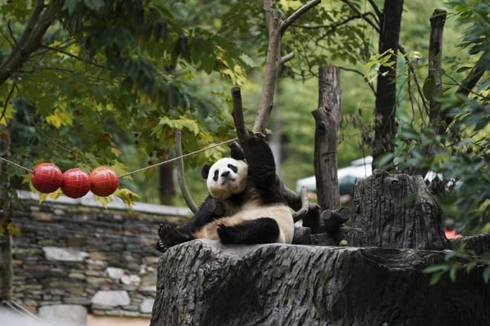 Población mundial de pandas en cautiverio alcanza 757 ejemplares