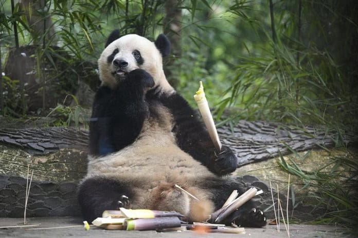 Población mundial de pandas en cautiverio alcanza 757 ejemplares