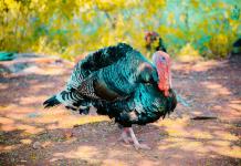 Piden no sumergir los pavos en lago salado de EEUU para Acción de Gracias