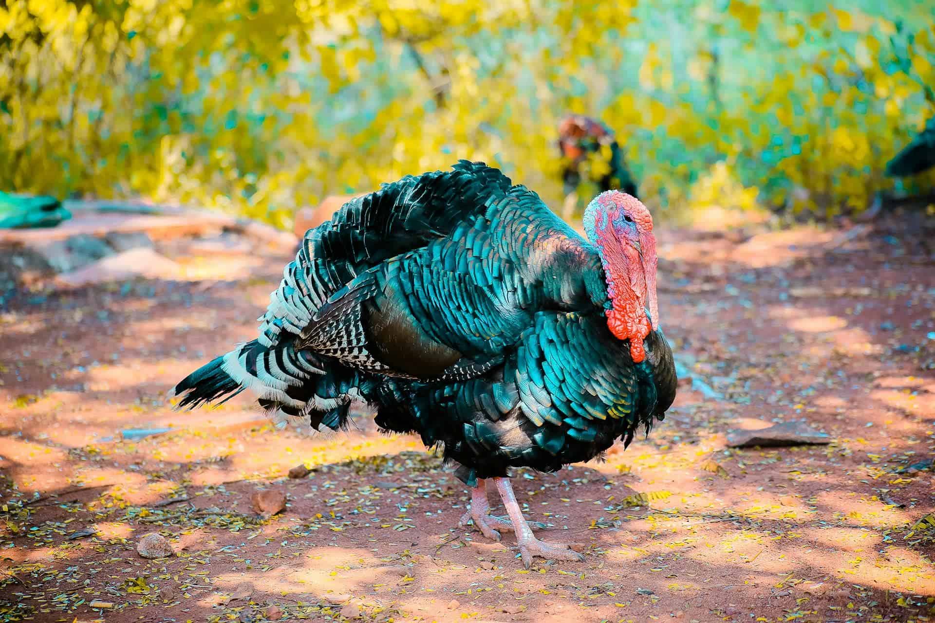 Piden no sumergir los pavos en lago salado de EEUU para Acción de Gracias