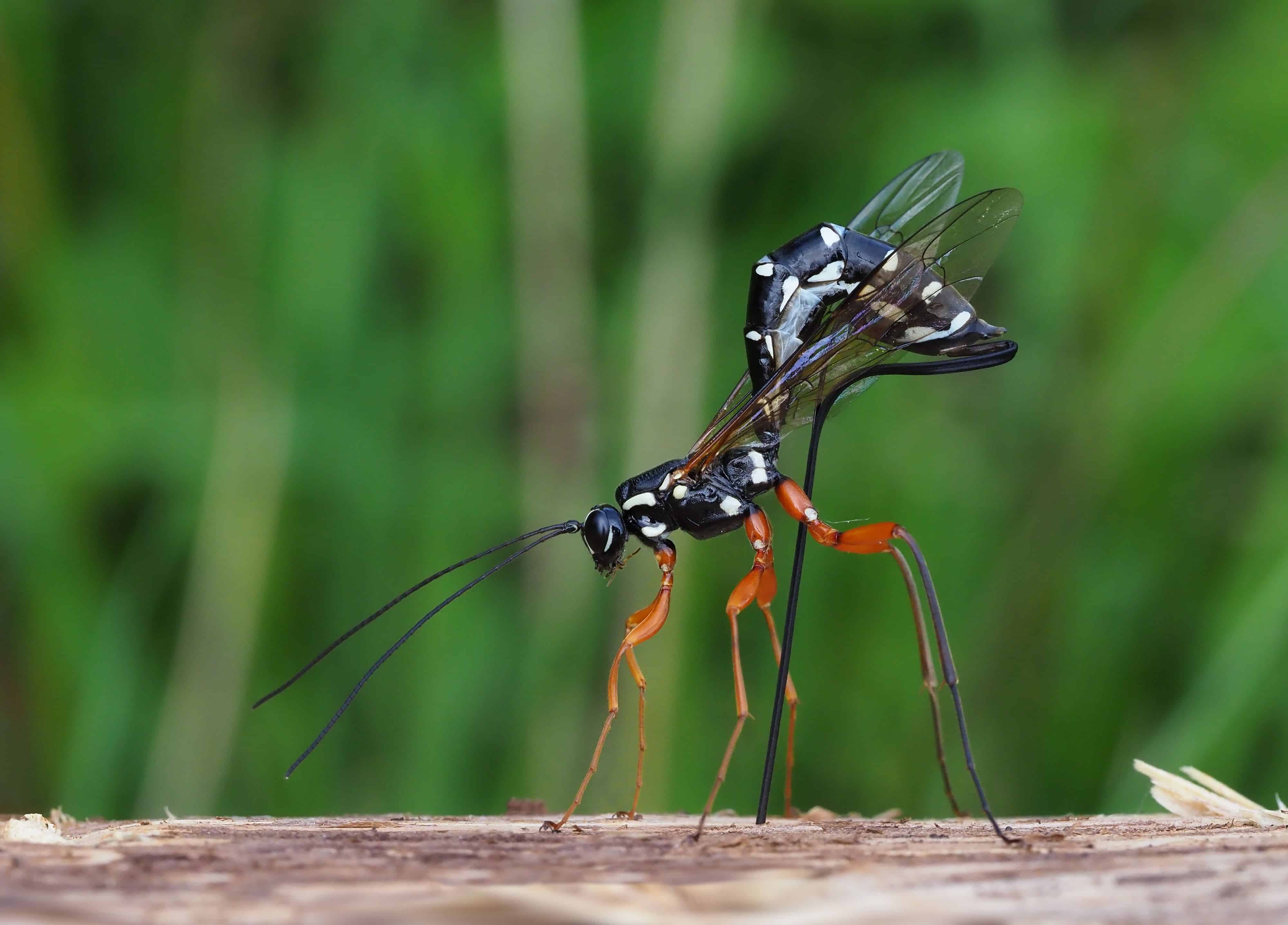 Avispa que controla plaga es elegida como Insecto del Añio 2025