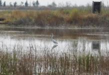 Parque Ecológico Lago de Texcoco, un megaproyecto de conservación en México para enfrentar cambio climático