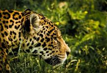 Solo 26,9 % de paisajes prioritarios para el jaguar en México están conservados, según WWF