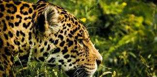 Solo 26,9 % de paisajes prioritarios para el jaguar en México están conservados, según WWF