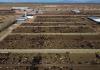 Productores de carne lamentan nuevo cierre de frontera a ganado mexicano por parte de EEUU