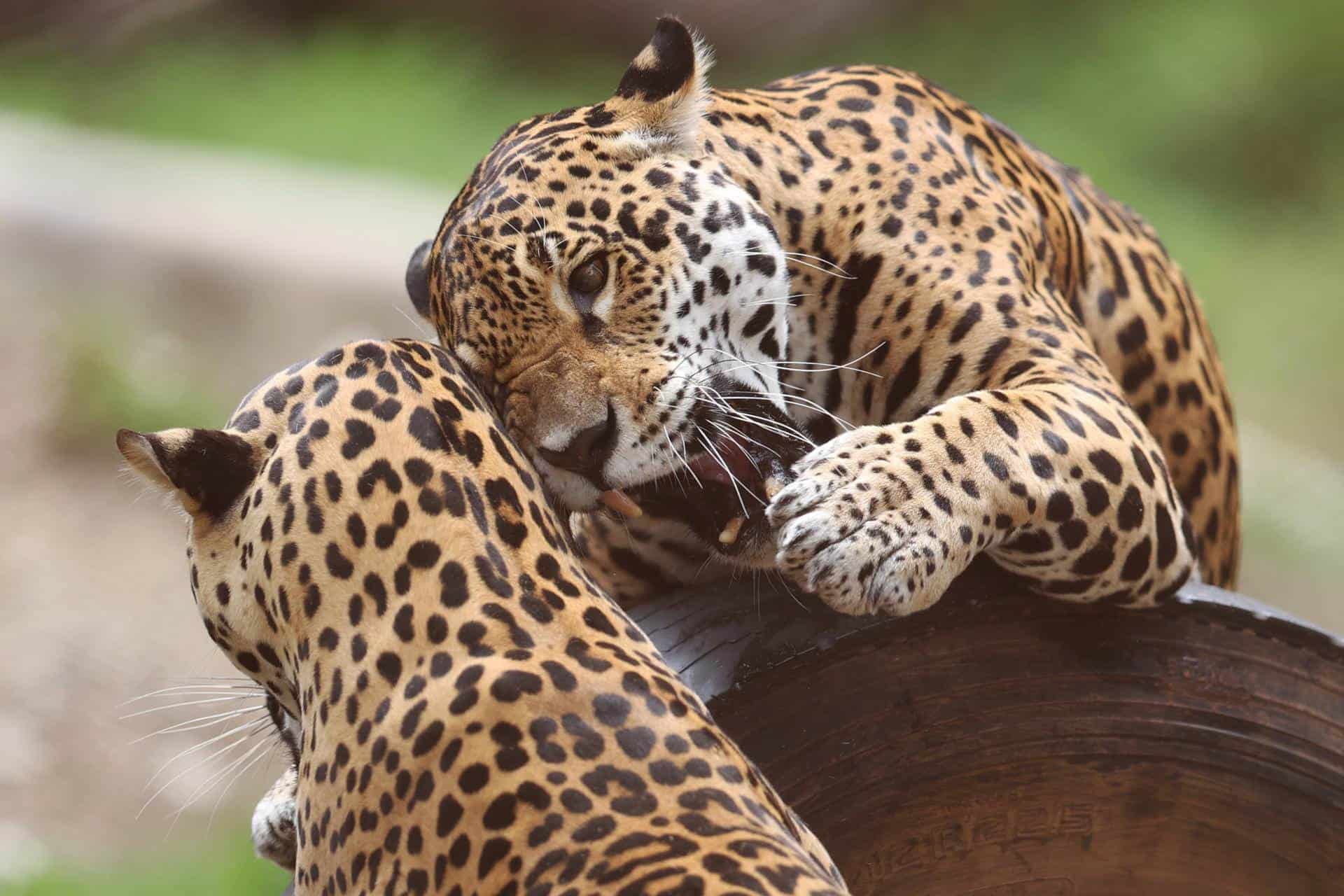 Bolivia conmemora el Día del Jaguar para promover el cuidado del mayor felino de América