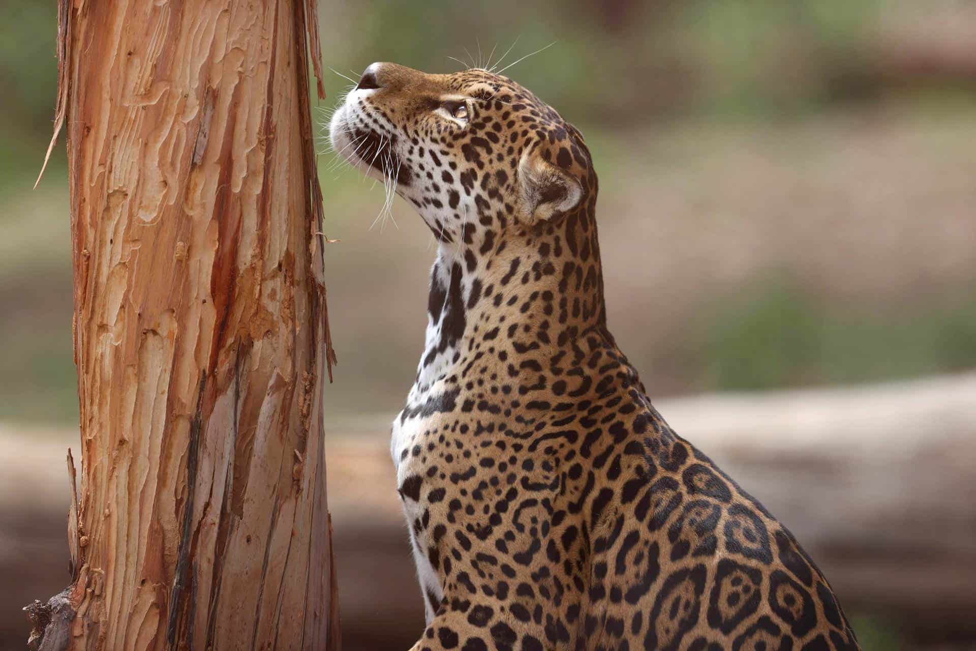 Bolivia conmemora el Día del Jaguar para promover el cuidado del mayor felino de América