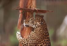 Bolivia conmemora el Día del Jaguar para promover el cuidado del mayor felino de América