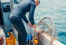 La población mundial de tiburones y rayas se redujo a la mitad en 50 años, según un estudio