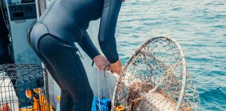 La población mundial de tiburones y rayas se redujo a la mitad en 50 años, según un estudio