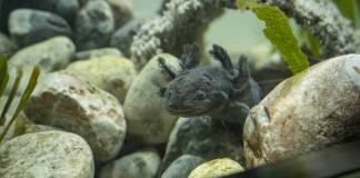 Los Monstruos del agua, una exposición en Ecuador para proteger a los ajolotes mexicanos