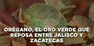 Orégano, el oro verde que reposa entre Jalisco y Zacatecas Mención Honorífica PJP 2024 - El Expresso de las 10 - Lu. 09 Diciembre 2024