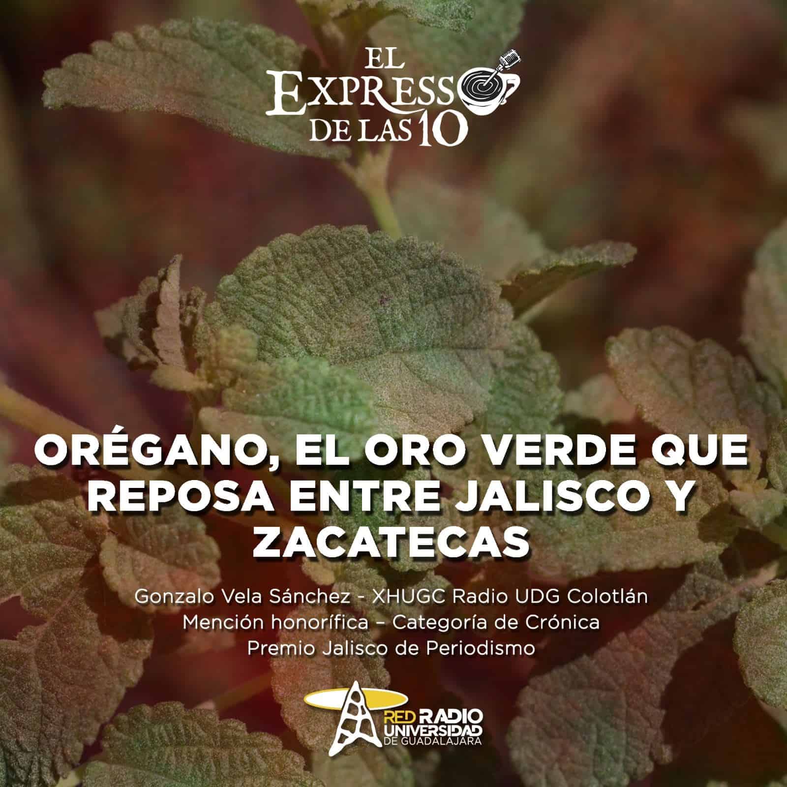 Orégano, el oro verde que reposa entre Jalisco y Zacatecas Mención Honorífica PJP 2024 - El Expresso de las 10 - Lu. 09 Diciembre 2024