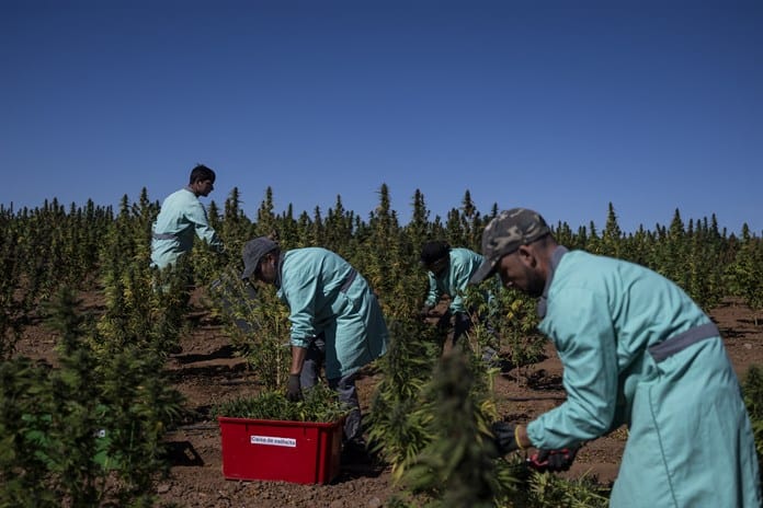 Portugal, foco europeo del cannabis medicinal