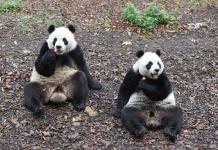 Tres pandas gigantes nacidos en Bélgica regresan a China