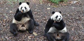 Tres pandas gigantes nacidos en Bélgica regresan a China