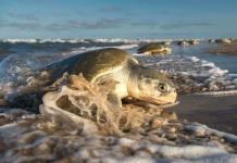 Evacuan a Florida veinte tortugas marinas lora afectadas por el extremo frío del norte