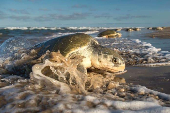 Evacuan a Florida veinte tortugas marinas lora afectadas por el extremo frío del norte