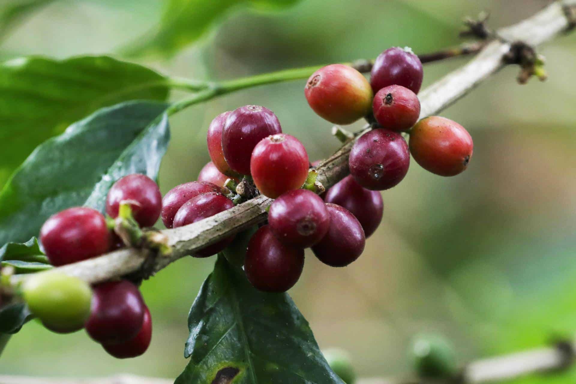 Crisis cafetera: emergencia climática y costos elevan los precios y desafían a productores