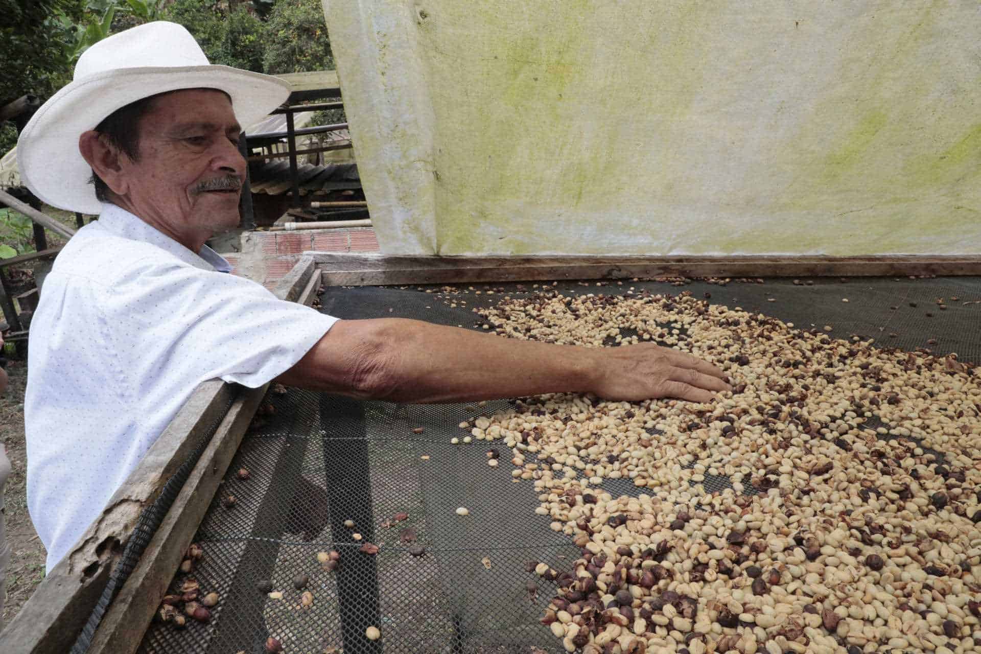 Crisis cafetera: emergencia climática y costos elevan los precios y desafían a productores