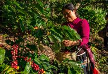 Crisis cafetera: emergencia climática y costos elevan los precios y desafían a productores