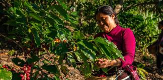 Crisis cafetera: emergencia climática y costos elevan los precios y desafían a productores