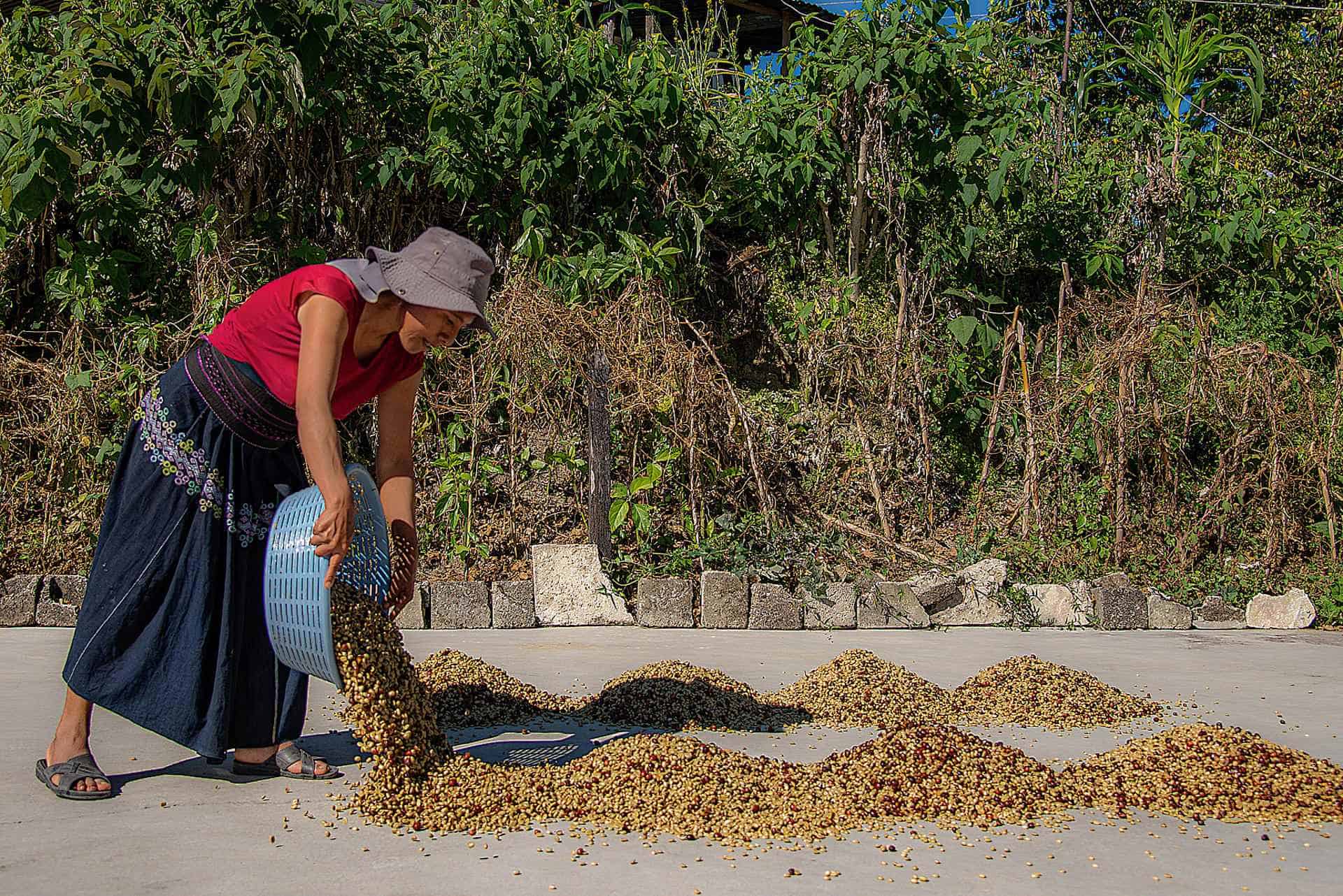 Crisis cafetera: emergencia climática y costos elevan los precios y desafían a productores