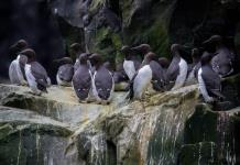 Una sola ola de calor mató millones de aves marinas en Alaska