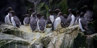 Una sola ola de calor mató millones de aves marinas en Alaska