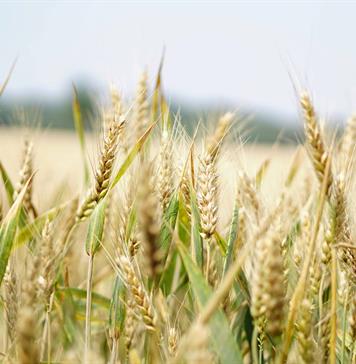 Productores alertan por crisis en campo mexicano ante la revisión anual del T-MEC Productores alertan por crisis en campo mexicano ante la revisión anual del T-MEC